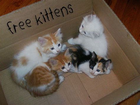 FIX AT MONTH FOUR. . Free kittens near me